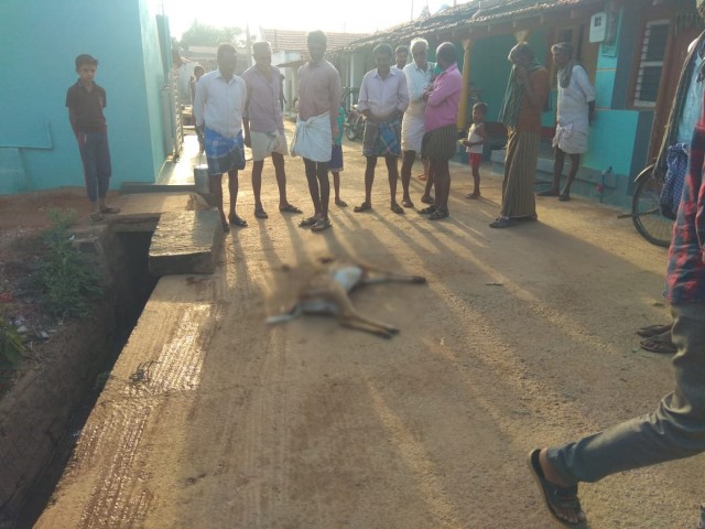 Street Dogs attack on deer