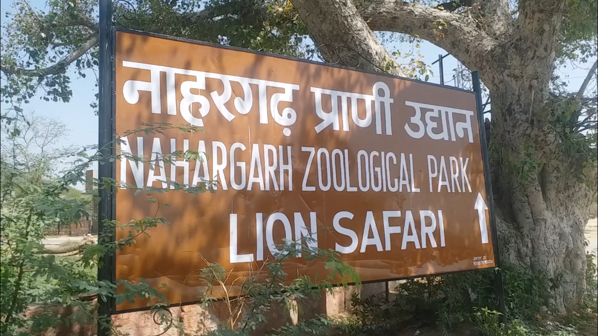 biological park wildlife,  jaipur latest hindi news