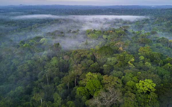 WORLDS LARGEST  FORESTS