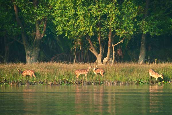 WORLDS LARGEST  FORESTS