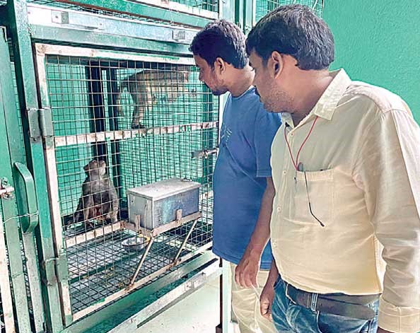 monkey rehabilitation center in Nirmal district.