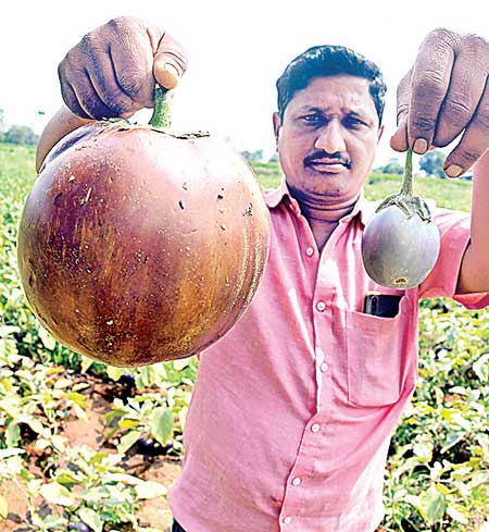 Overweight brinjals