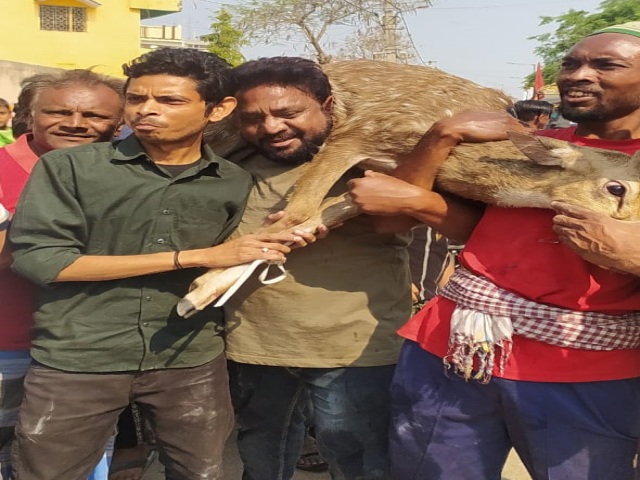 Deer released in a safe forest after medical examination