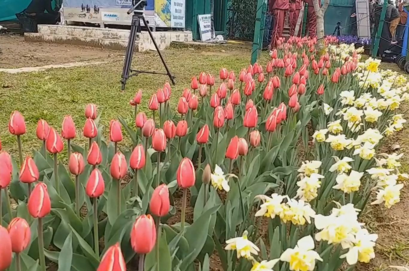 Asia's largest tulip garden