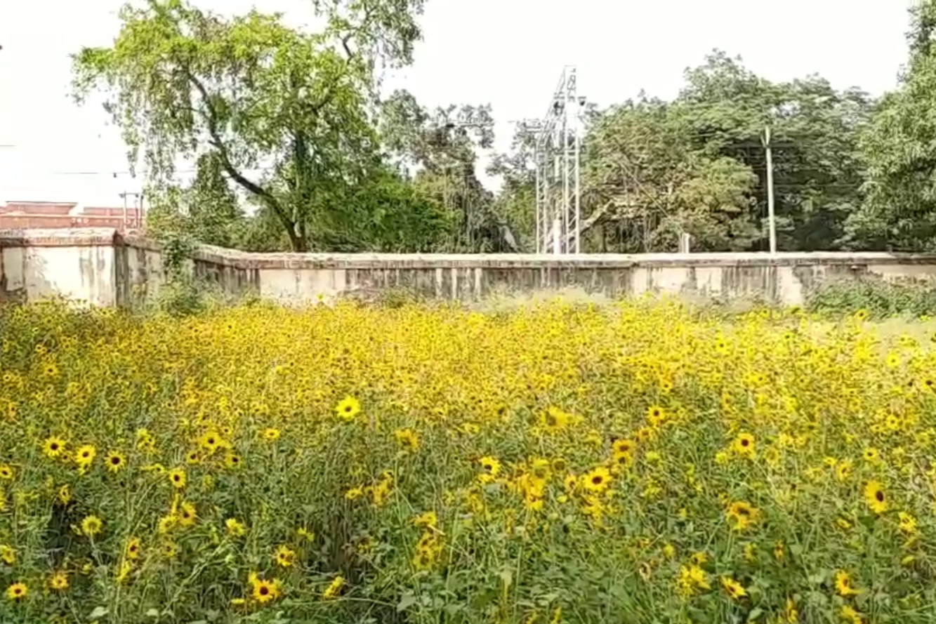 honey processing plant in bhagalpur