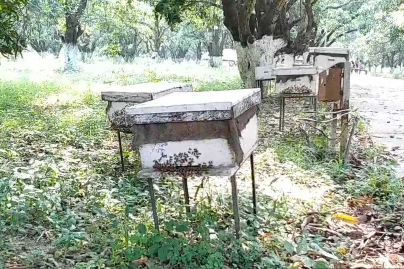 honey processing plant in bhagalpur