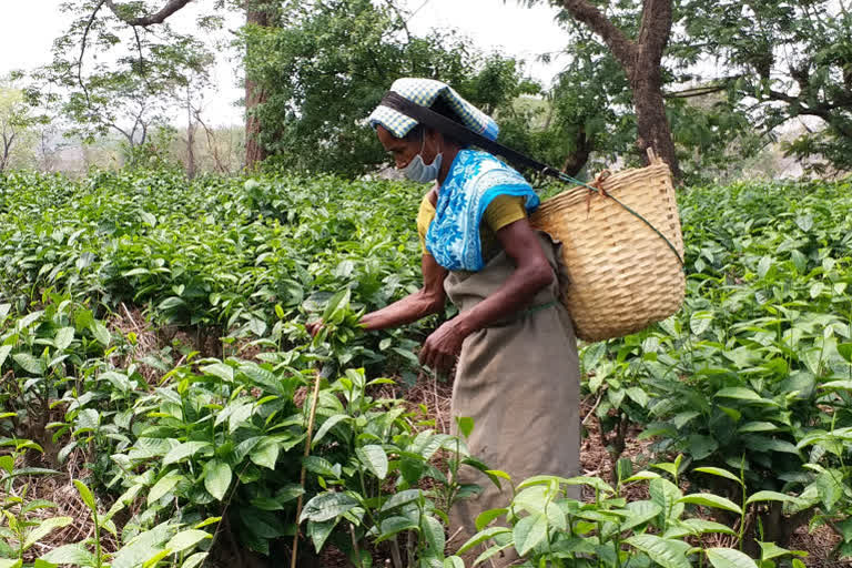 assam assembly elections parties go all out to woo tea garden workers