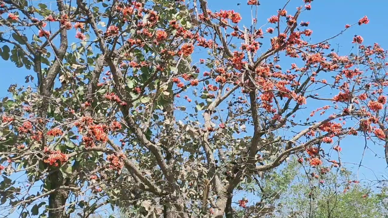 Holi in Pratapgarh,  Pratapgarh Adivasi Rangateras,  Pratapgarh herbal color from palash flowers