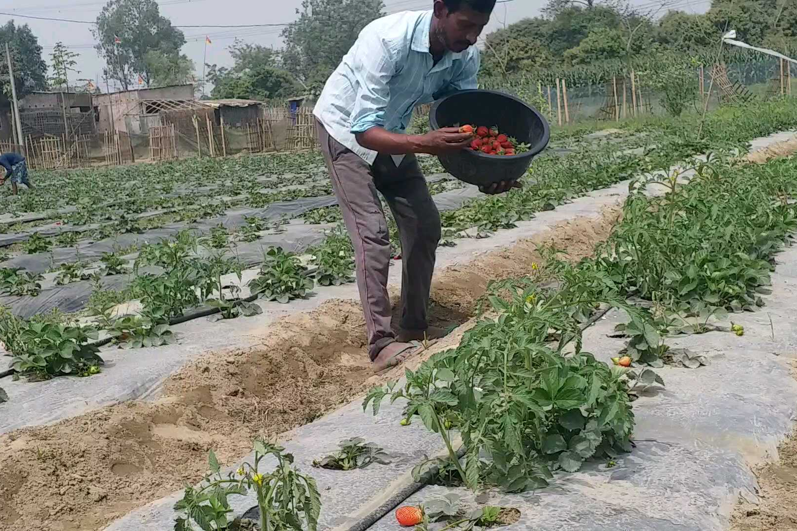 strawberry farming in purnea