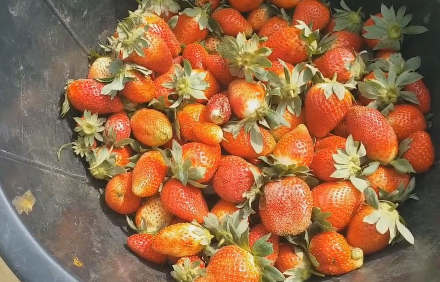 strawberry farming in purnea