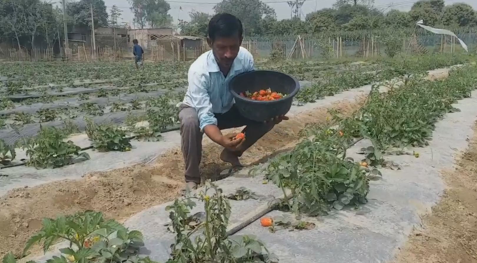 strawberry farming in purnea