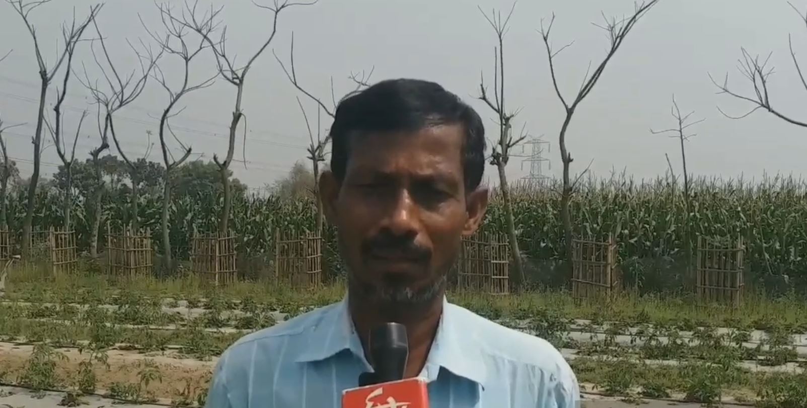 strawberry farming in purnea