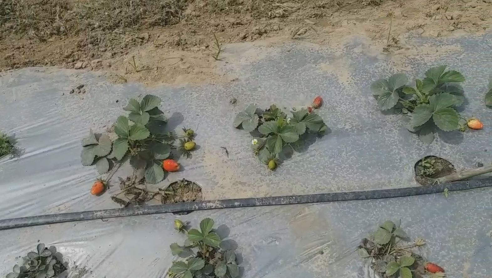 strawberry farming in purnea