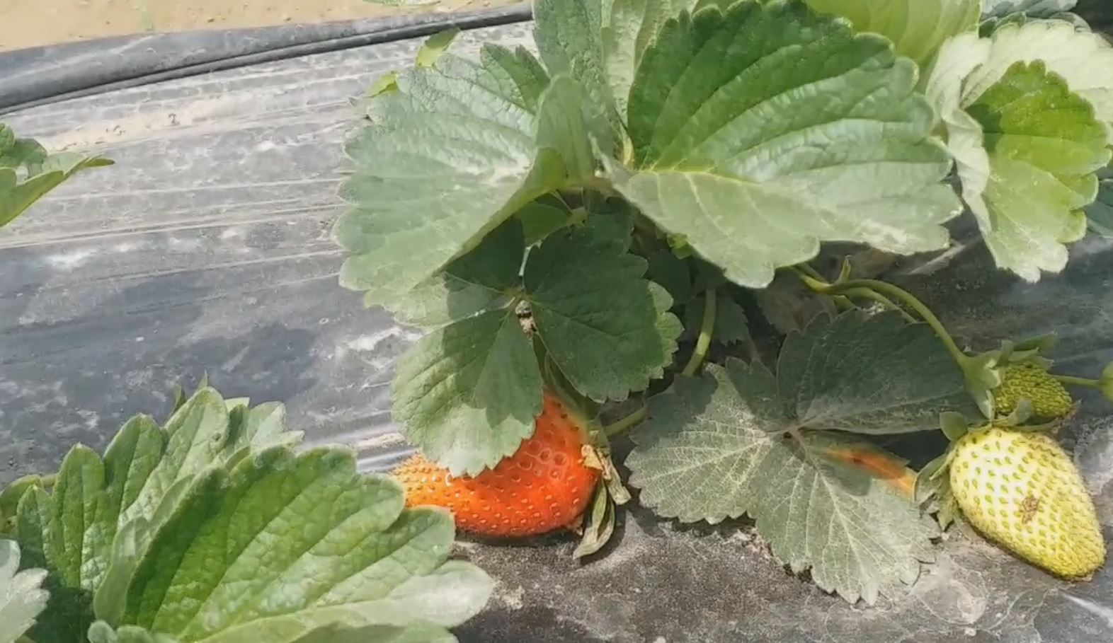 strawberry farming in purnea