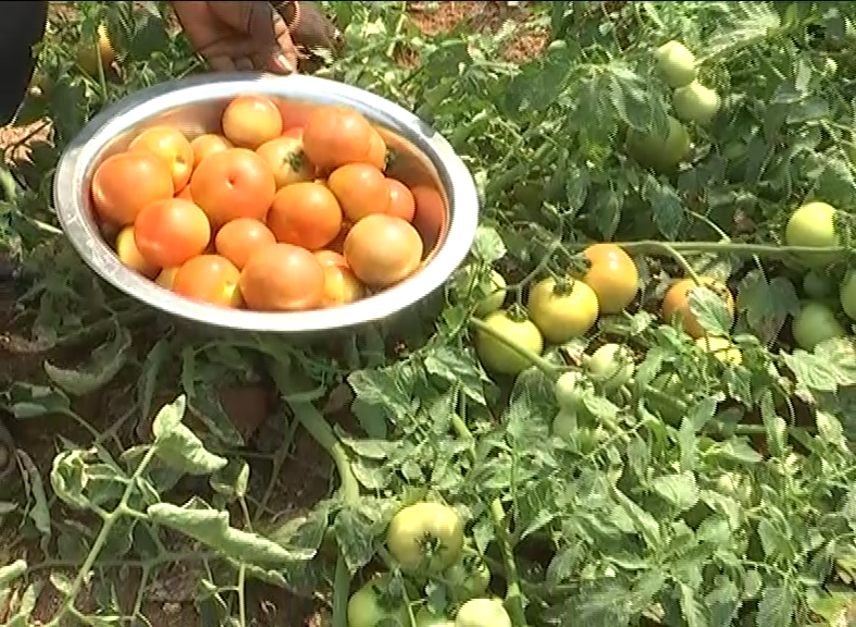 టమాటా.. దీని రుచే సెపరేటు