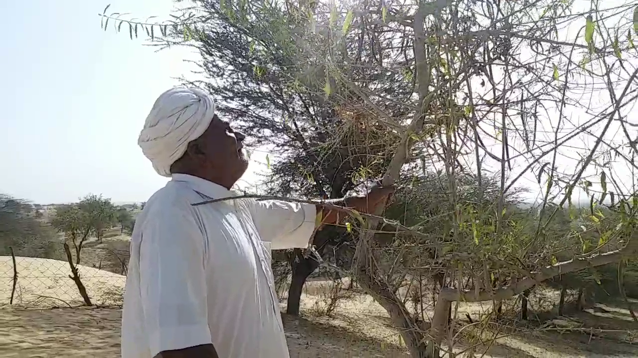 Jodhpur Ranaram Vishnoi,  Tree man ranaram vishnoi,  Ranaram Vishnoi's love for the environment