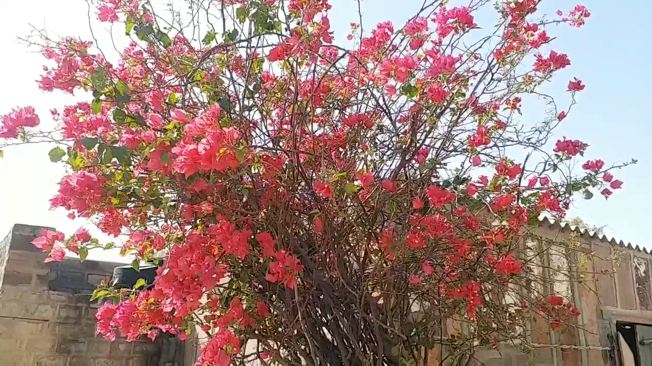 Jodhpur Ranaram Vishnoi,  Tree man ranaram vishnoi,  Ranaram Vishnoi's love for the environment