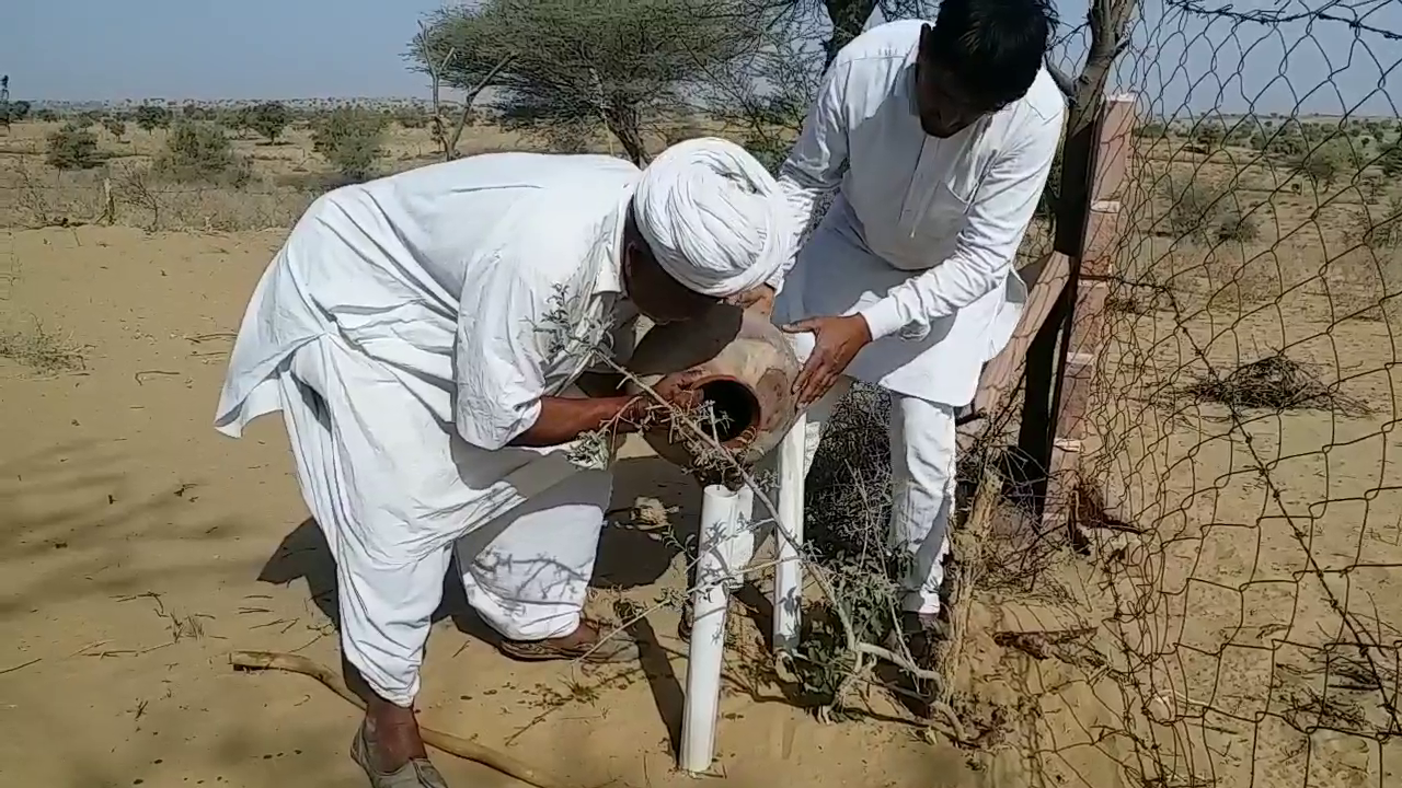 Jodhpur Ranaram Vishnoi,  Tree man ranaram vishnoi,  Ranaram Vishnoi's love for the environment