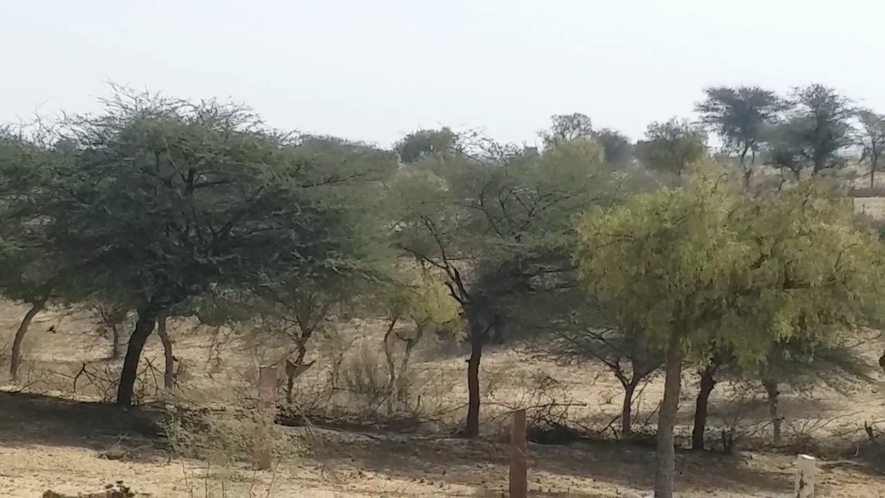 Jodhpur Ranaram Vishnoi,  Tree man ranaram vishnoi,  Ranaram Vishnoi's love for the environment