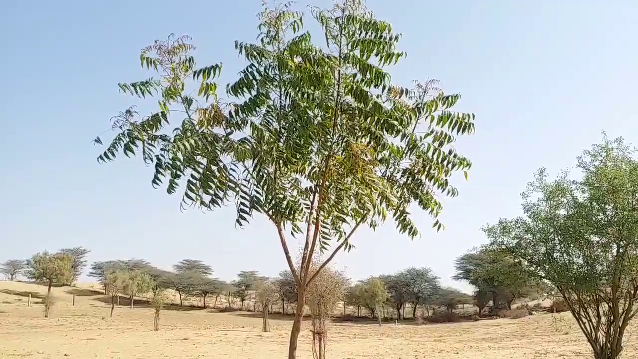 Jodhpur Ranaram Vishnoi,  Tree man ranaram vishnoi,  Ranaram Vishnoi's love for the environment