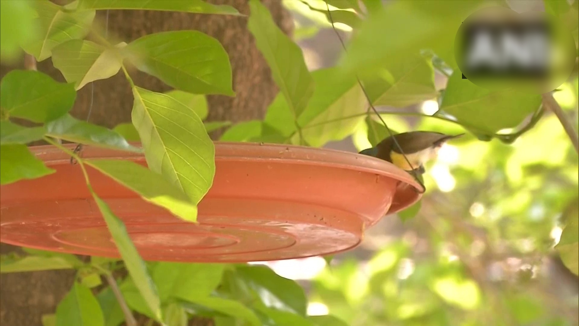 watering facilities in the gardens for the birds