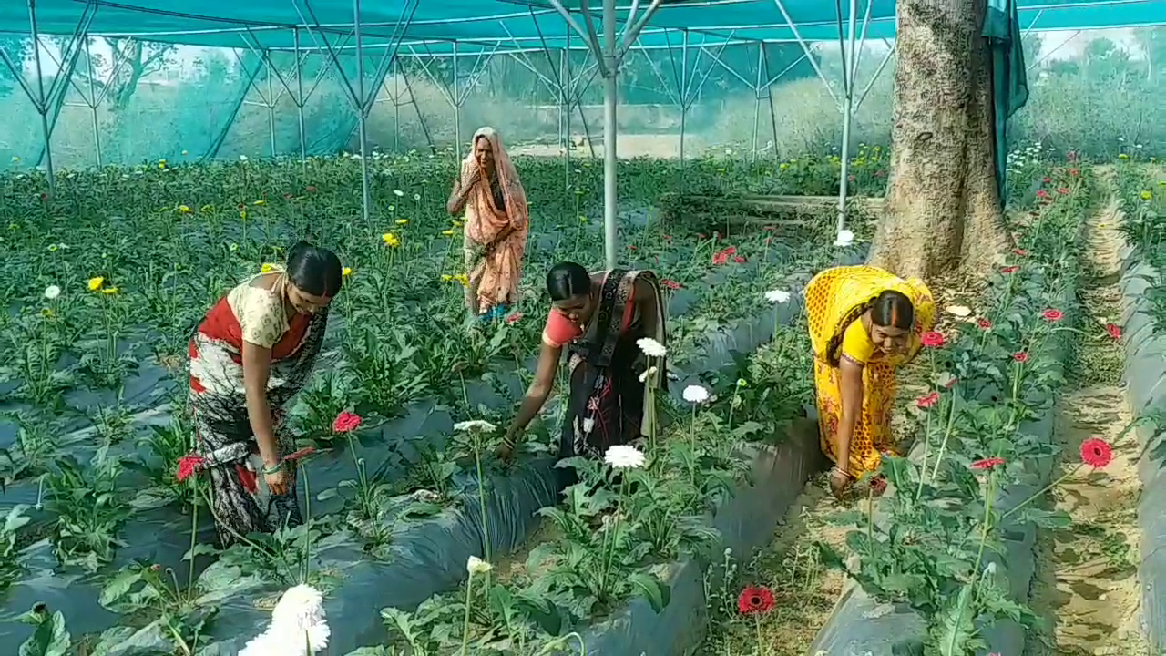 Gerbera flower cultivation in hazaribag