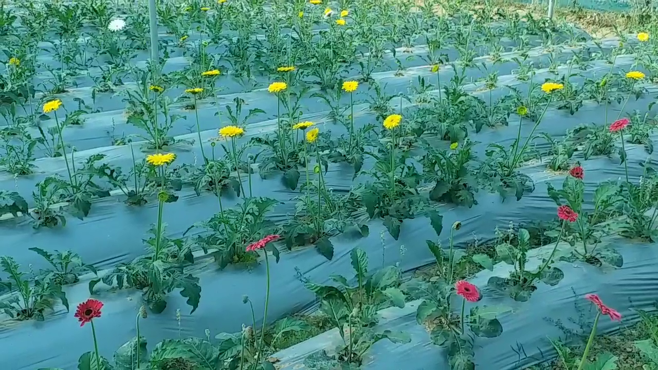Gerbera flower cultivation in hazaribag
