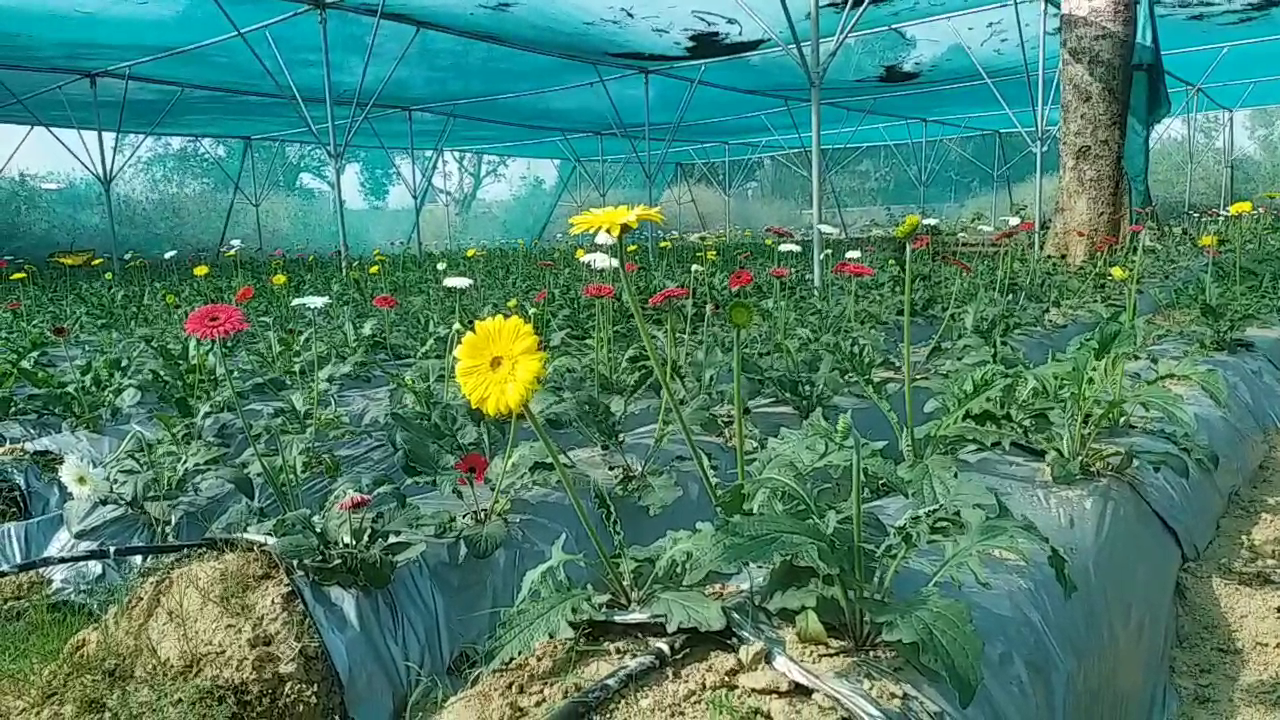 Gerbera flower cultivation in hazaribag