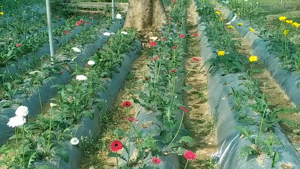 Gerbera flower cultivation in hazaribag