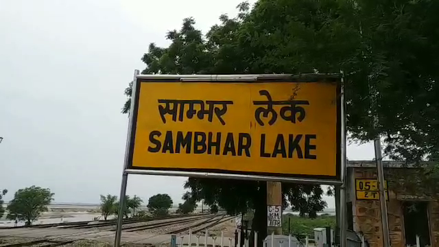 Sambhar Lake Jaipur,  Migratory Bird Sambar Lake,  Environmental pollution flamingo sambar