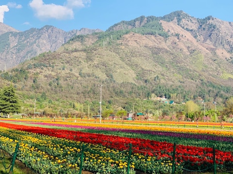 Tulip garden