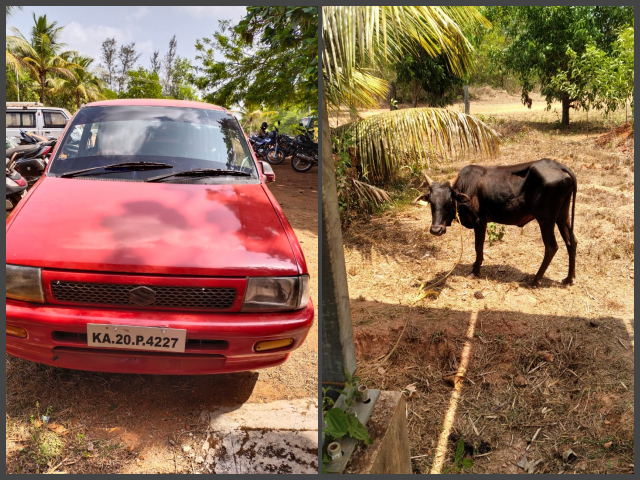 cattle theft case of udupi: one arrested