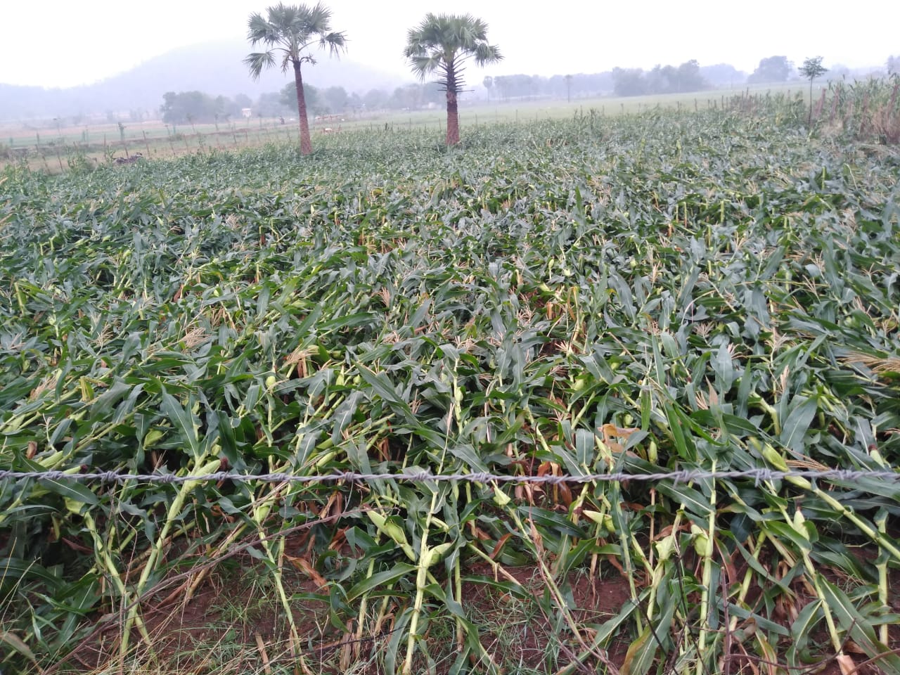 Premature rain in kottagudem district