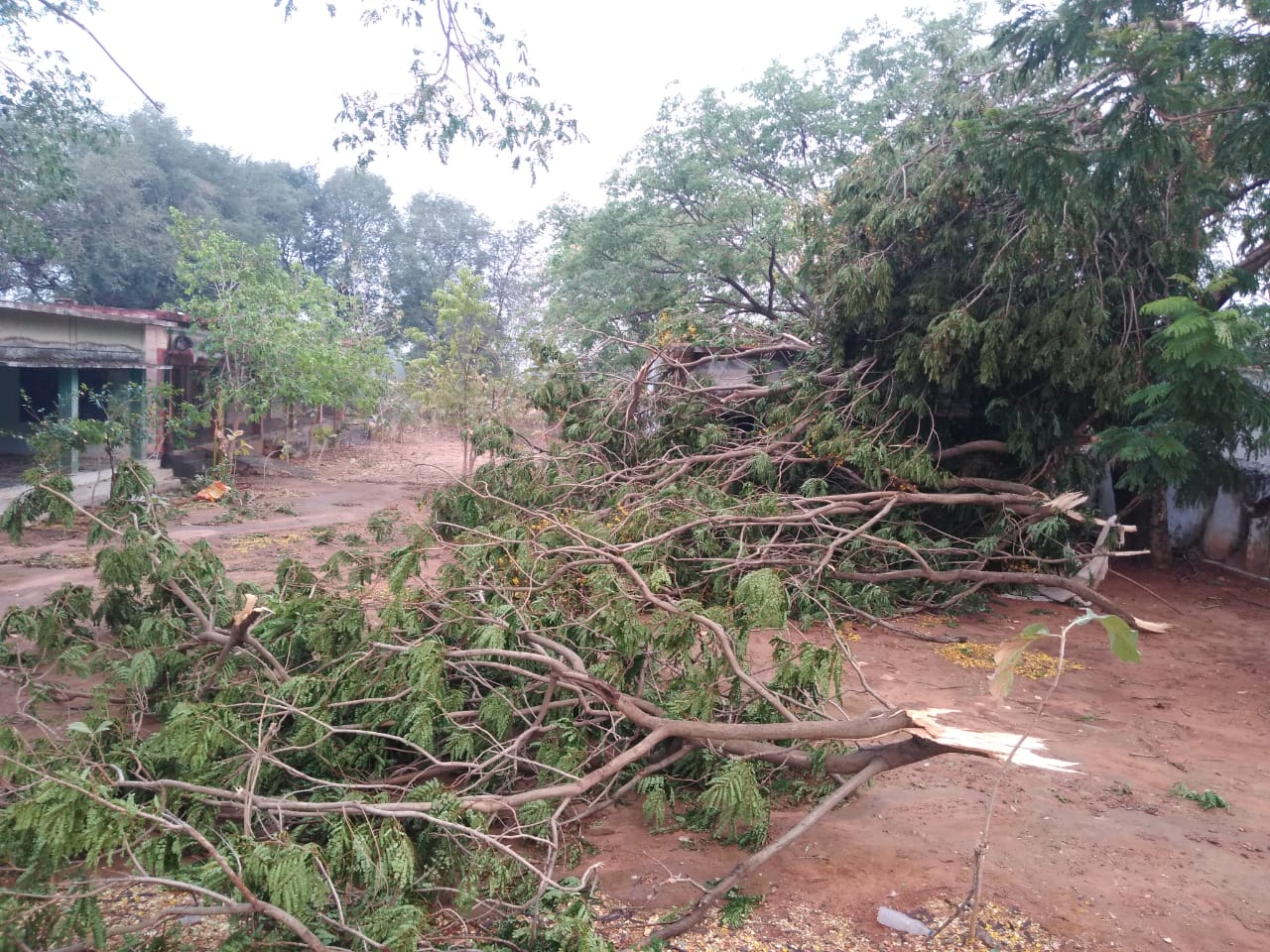 Premature rain in kottagudem district