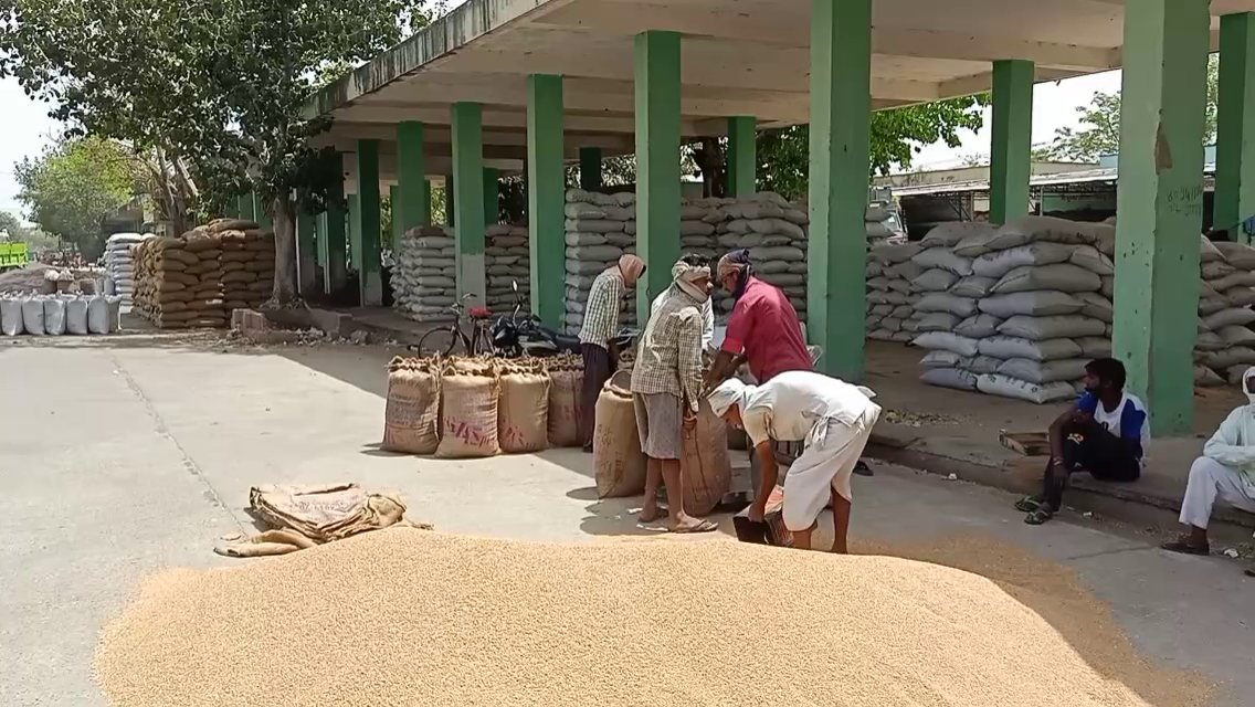 Alwar farmers wheat crop,  Alwar Agricultural Produce Market Wheat MSP