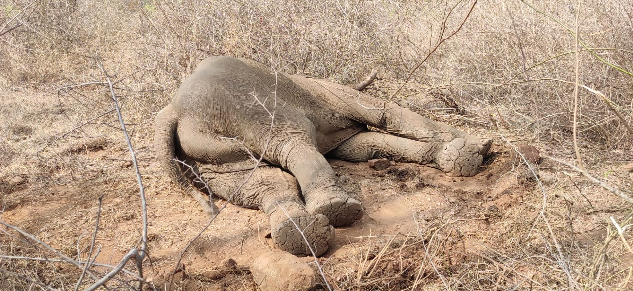 male elephant dies in Cauvery Wildlife Sanctuary