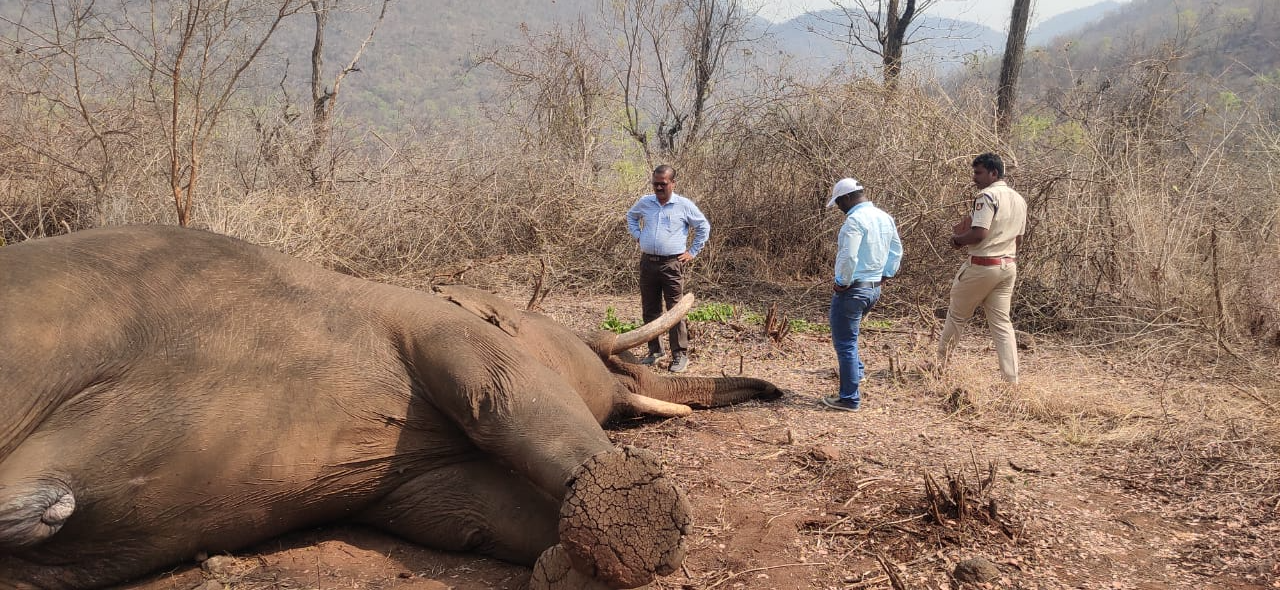 male elephant dies in Cauvery Wildlife Sanctuary