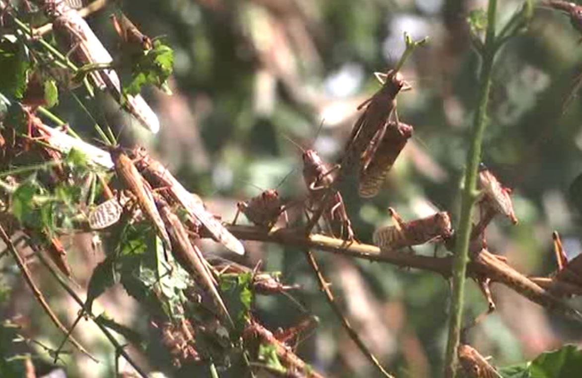 locusts attack in kenya, ఆఫ్రికాలో మిడతల దాడులు