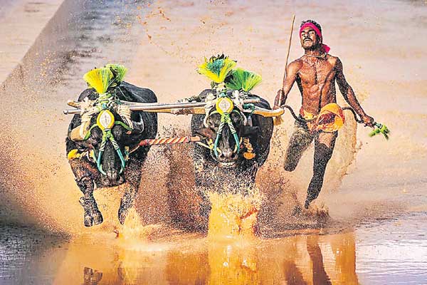 Kambala racer srinivas gowda