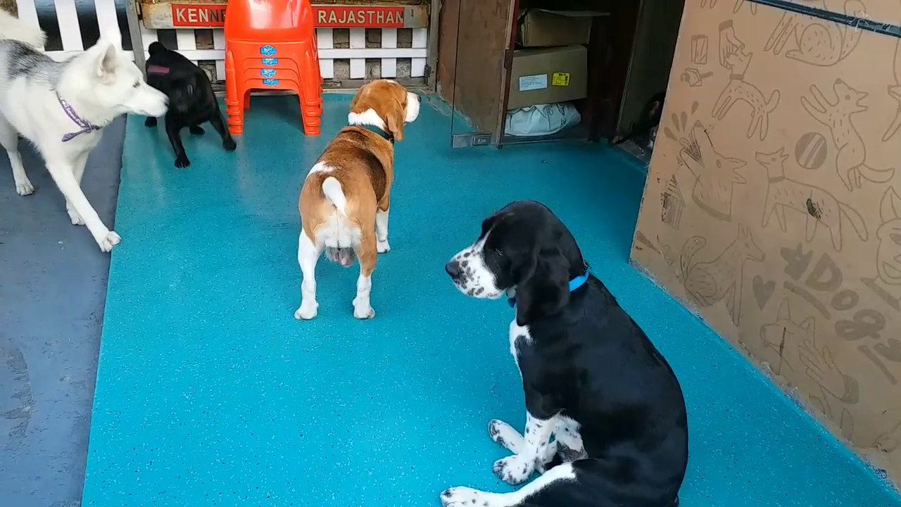 जयपुर का डॉग बाजार, Dog market of jaipur