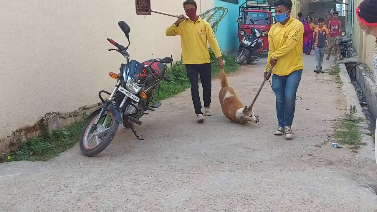 Terror of stray dogs