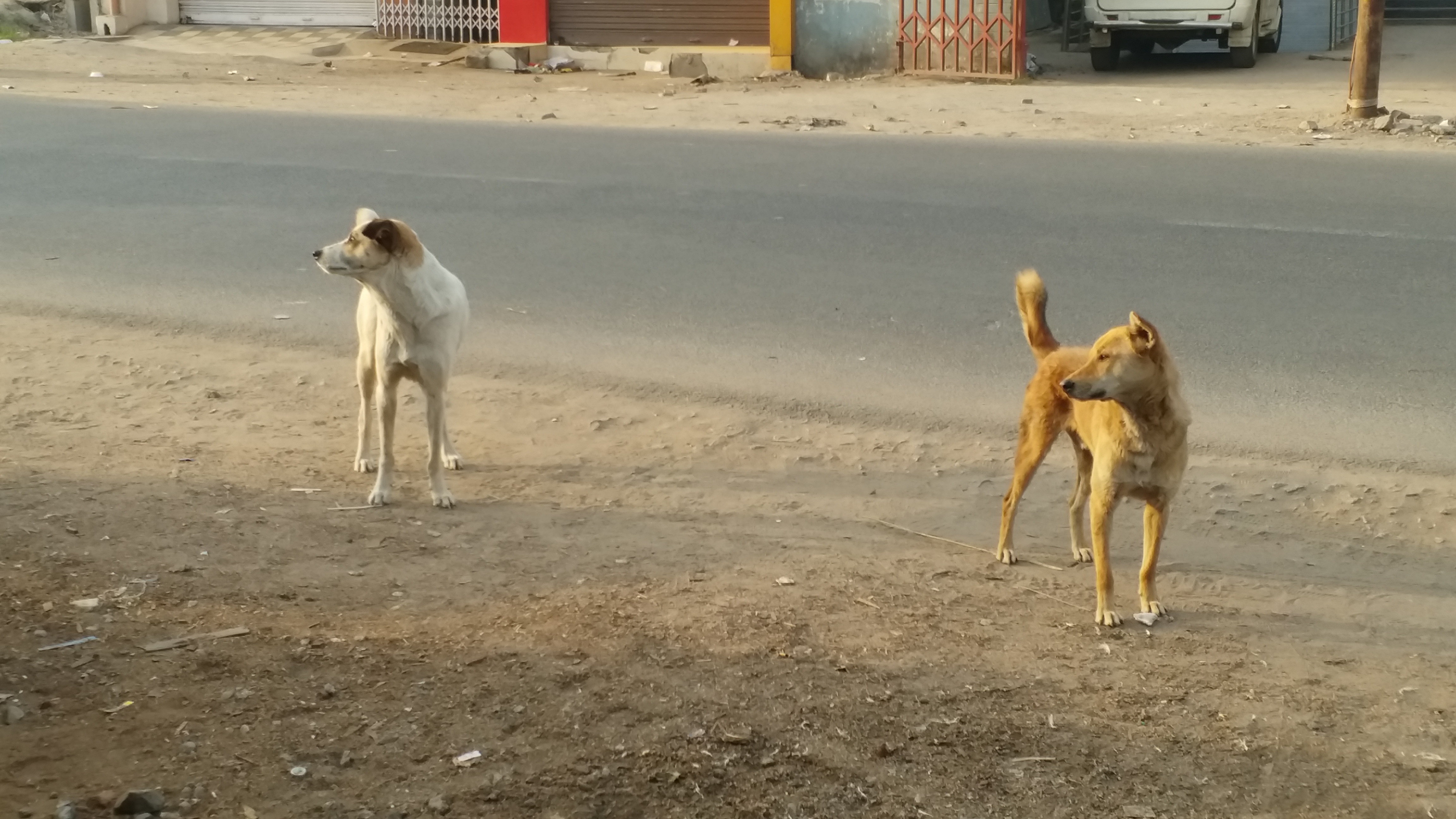 Terror of stray dogs