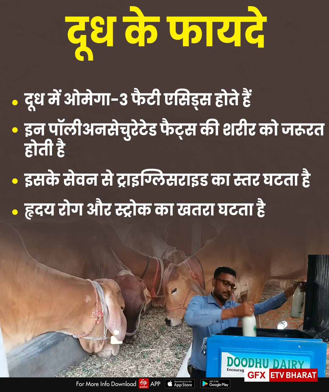 a 2 cow milk production in darbhanga