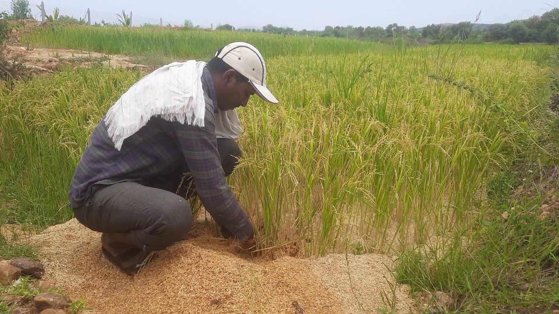 grain washed away in rain water in wanaparthy a