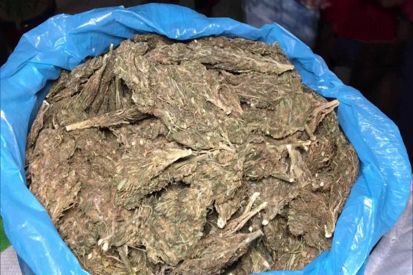 9 drug peddlers arrested with 30 grams of brown sugar & 60 kgs of ganja in Tripura