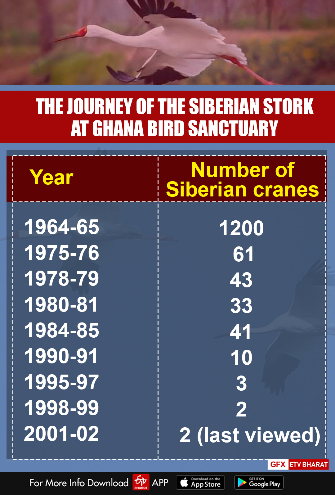 The journey of the Siberian stork at Ghana Bird Sanctuary