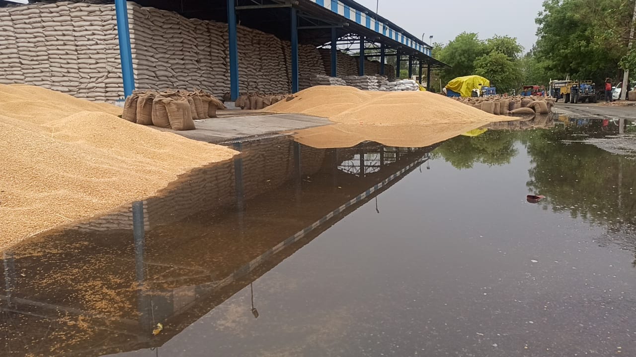 Charkhi Dadri grain market rain