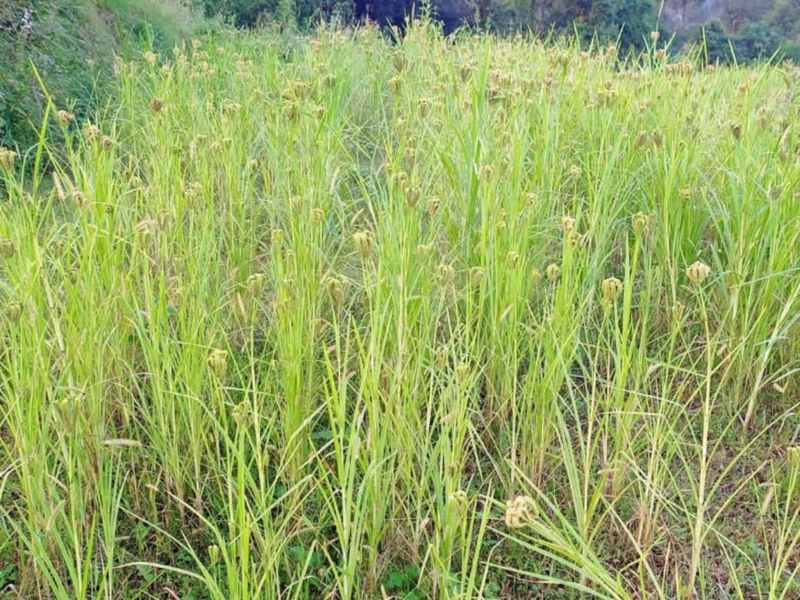 Budget 2023 Chhattisgarh to get major boost in millet production