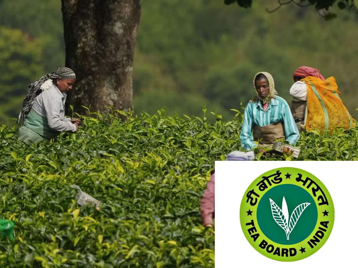 நீலகிரியில் ஜனவரி மாதத்திற்கான தேயிலை விலை நிர்ணயம்!, nilgiris-tea-price-for-january-month-announced-by-tea-board-of-india