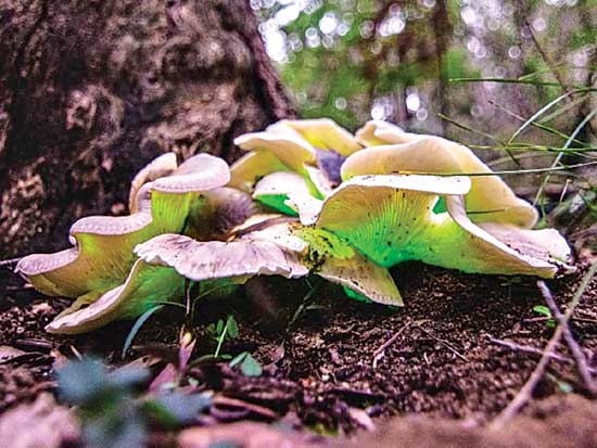 twincle twincle shiny mushroom in megahlaya